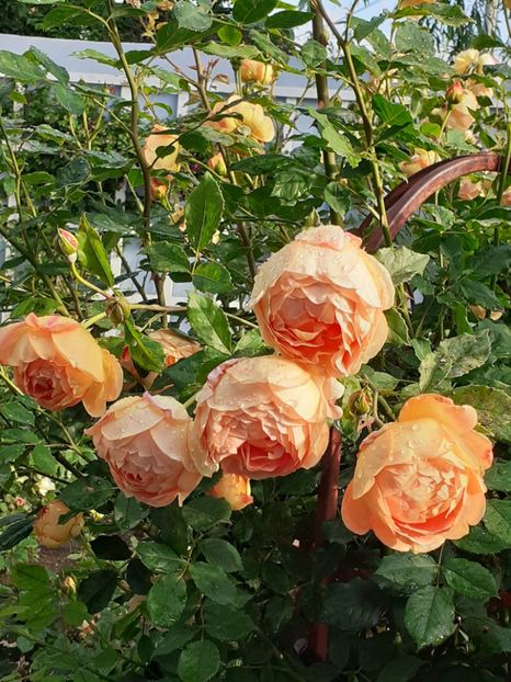  - Lady of Shalott 2020