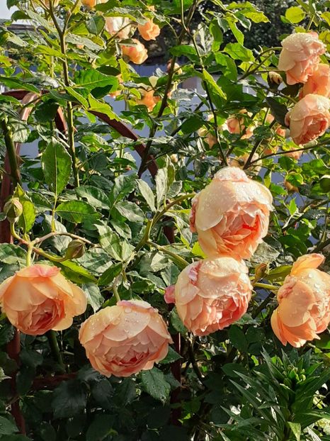  - Lady of Shalott 2020