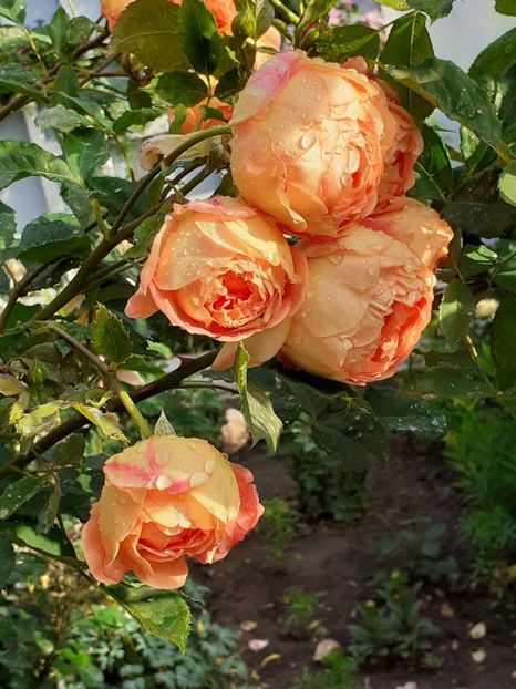  - Lady of Shalott 2020