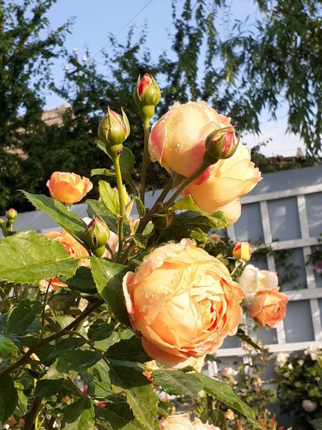  - Lady of Shalott 2020