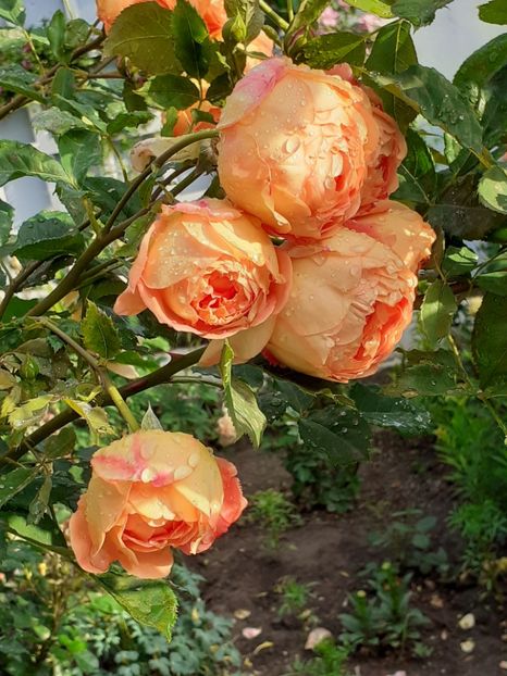  - Lady of Shalott 2020