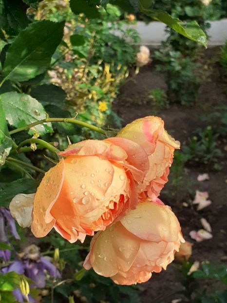  - Lady of Shalott 2020