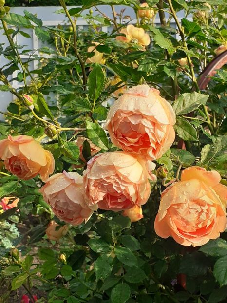  - Lady of Shalott 2020