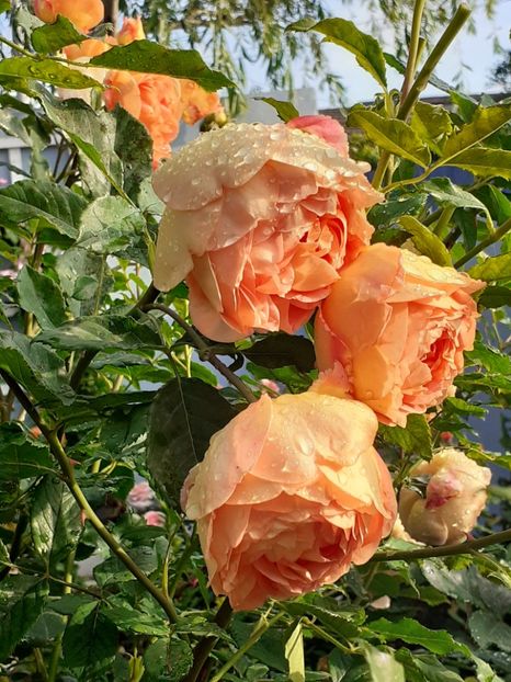  - Lady of Shalott 2020
