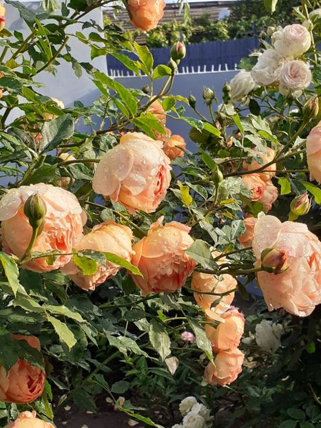  - Lady of Shalott 2020