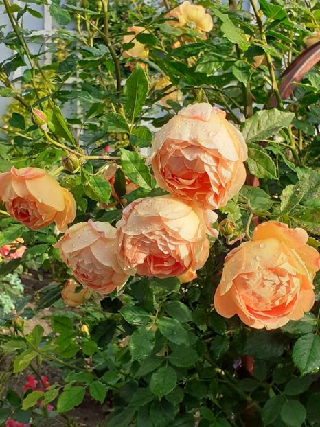  - Lady of Shalott 2020