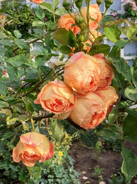  - Lady of Shalott 2020
