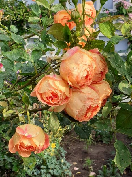 - Lady of Shalott 2020