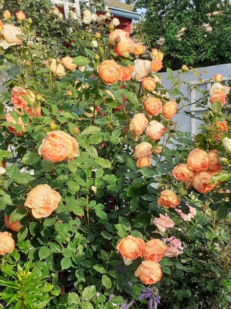  - Lady of Shalott 2020