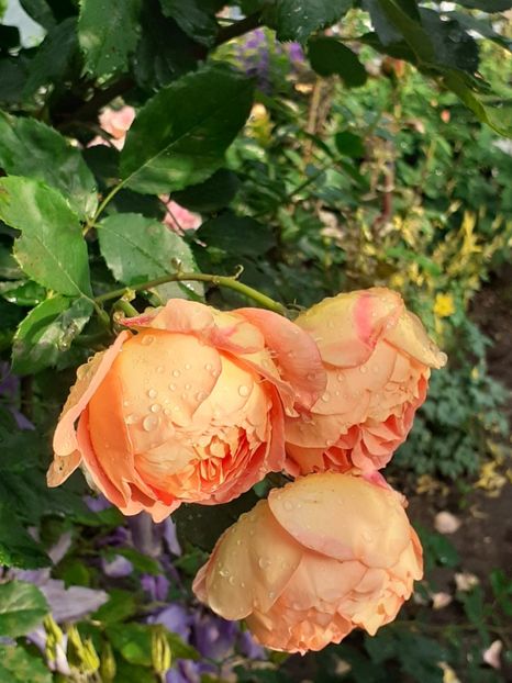  - Lady of Shalott 2020