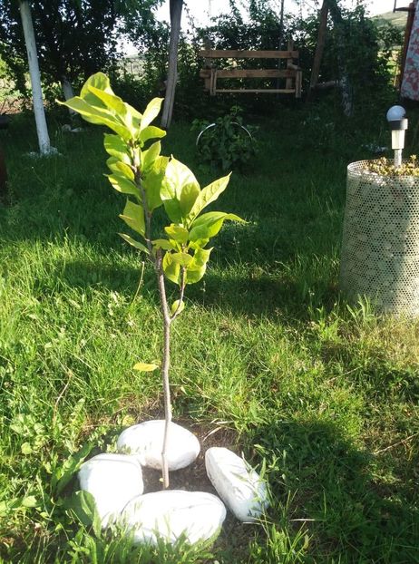 nigra - magnoliile mele