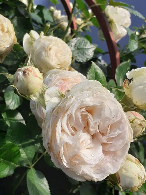  - Palais Royale 2020