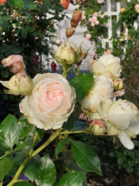  - Palais Royale 2020