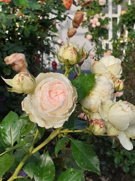  - Palais Royale 2020