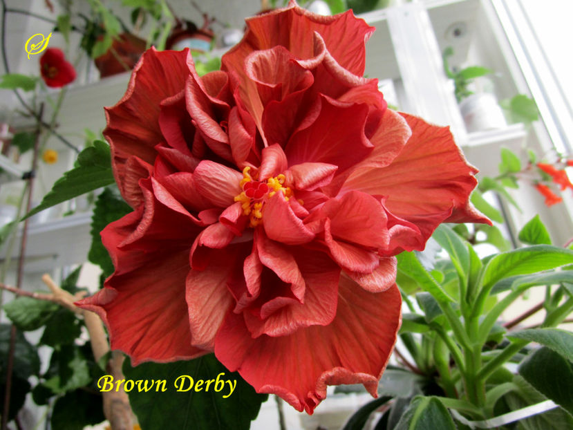 Brown Derby(3-06-2020) - Hibiscusi 2020