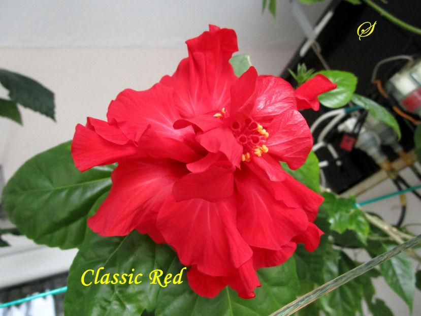 Classic Red(3-06-2020) - Hibiscusi 2020