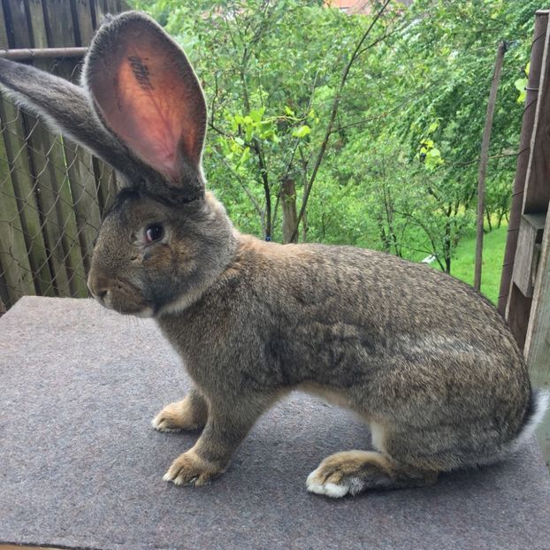 885C0F15-EF3A-42E5-954E-B71A17B5D0D7 - RO 8-119100