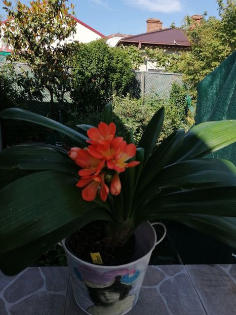  - Clivia Daruma Painted Face