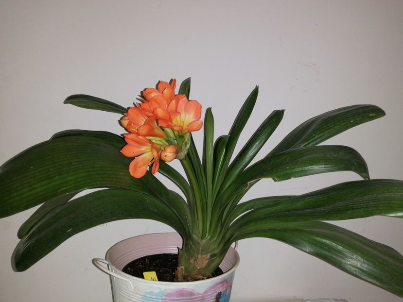  - Clivia Daruma Painted Face