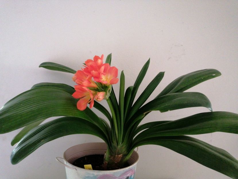  - Clivia Daruma Painted Face