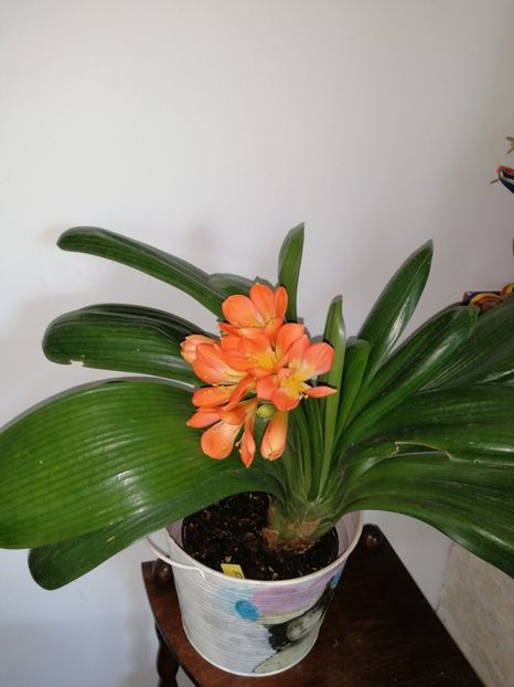  - Clivia Daruma Painted Face