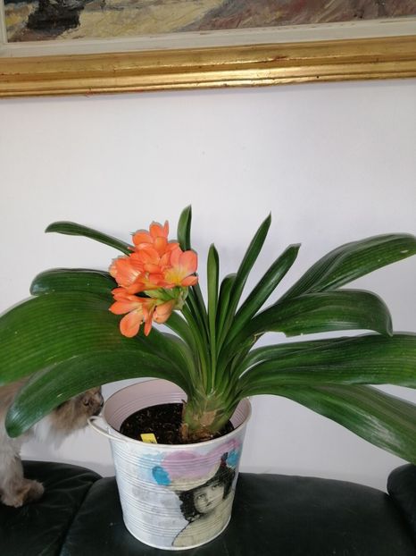  - Clivia Daruma Painted Face