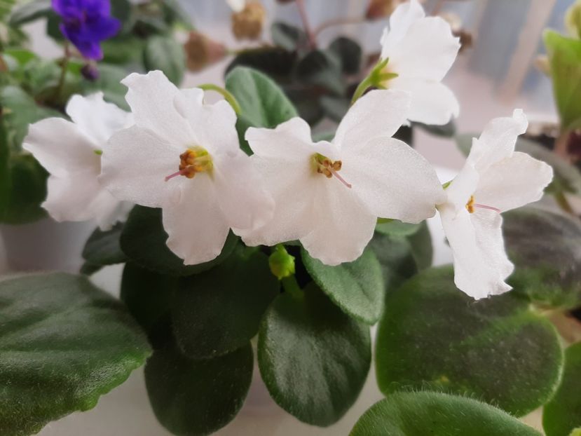  - Alan s White Feather