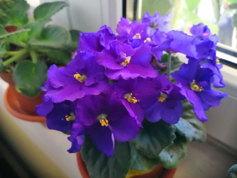  - NEFITOASE - doar - frumoase