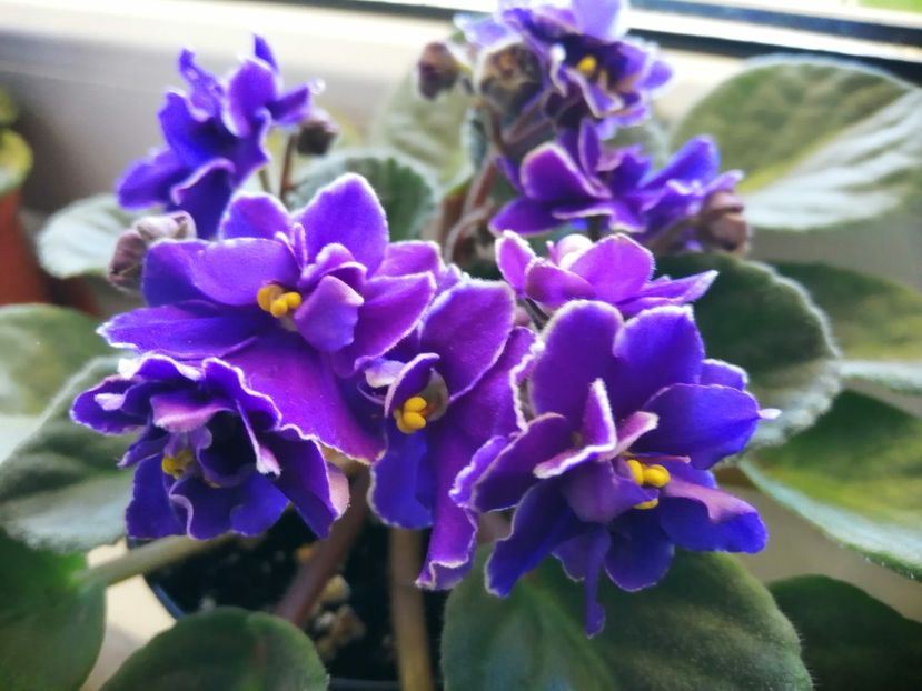  - NEFITOASE - doar - frumoase