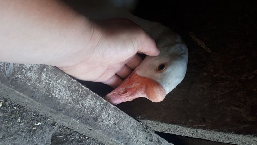 Gasca chinezeasca alba - 9 GASTE CHINEZESTI ALBE RASA PURA