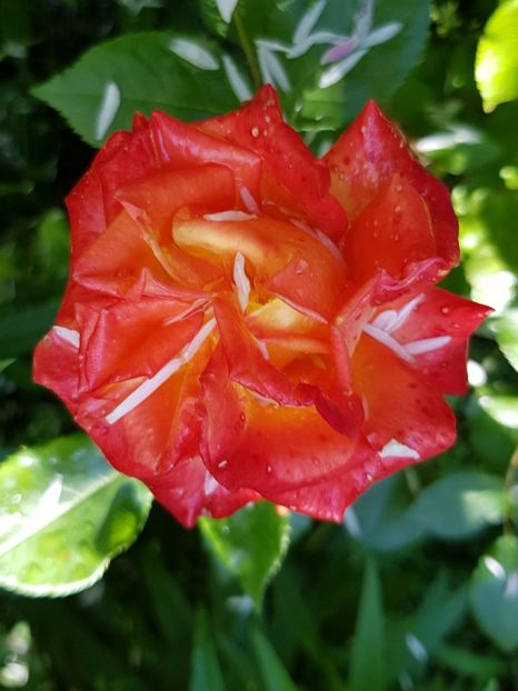 Cluj 2010 - Trandafiri 20 Ii