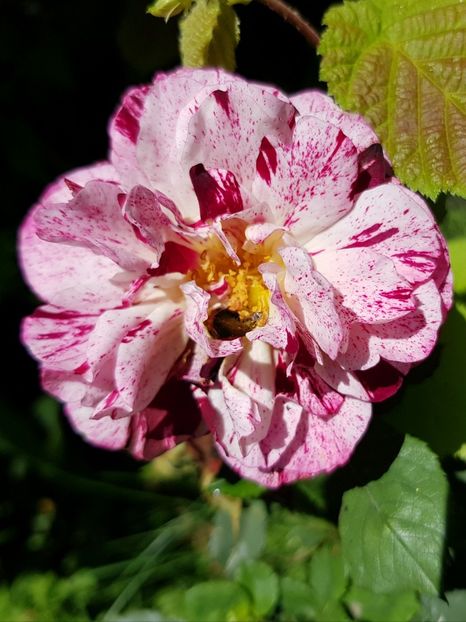 A 48 Urcator - Trandafiri 20 Ii