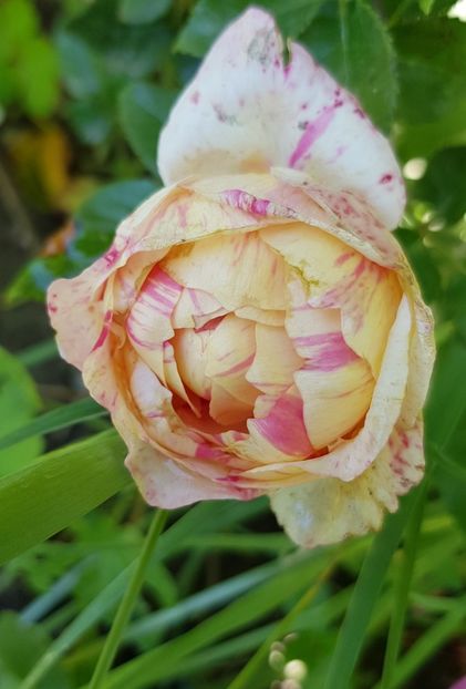 A 24 - Trandafiri 20 Ii