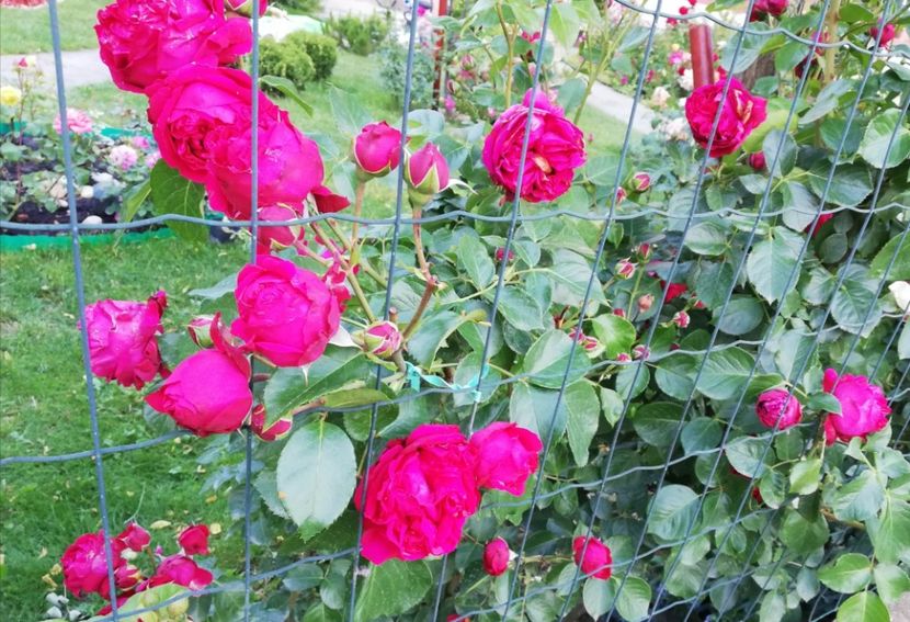  - Red Eden Erik Tabarly