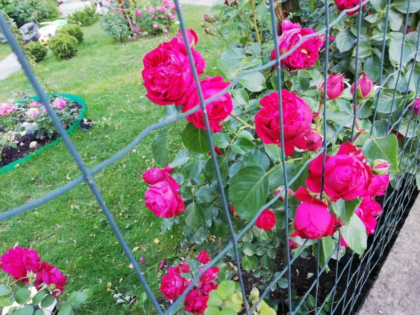  - Red Eden Erik Tabarly