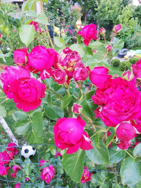  - Red Eden Erik Tabarly