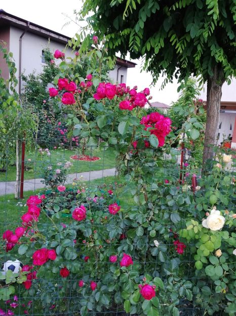  - Red Eden Erik Tabarly