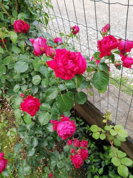  - Red Eden Erik Tabarly