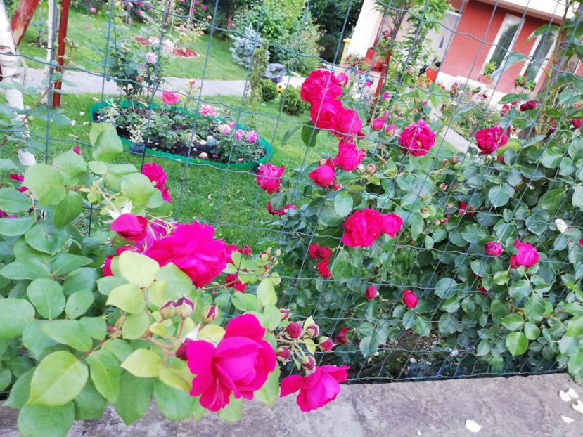  - Red Eden Erik Tabarly