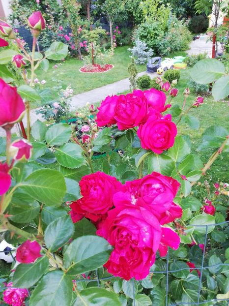  - Red Eden Erik Tabarly