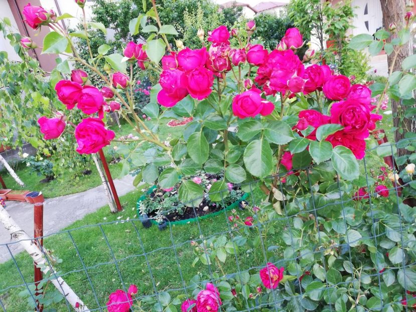  - Red Eden Erik Tabarly