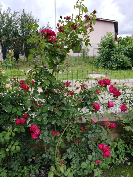  - Red Eden Erik Tabarly