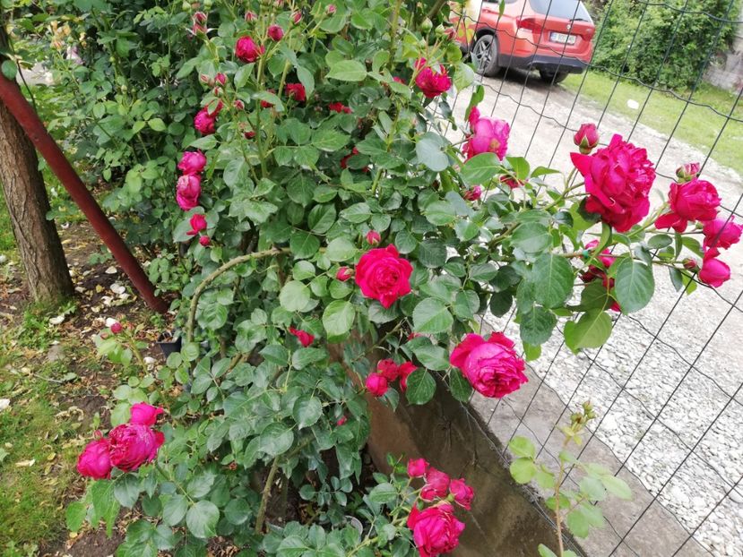  - Red Eden Erik Tabarly