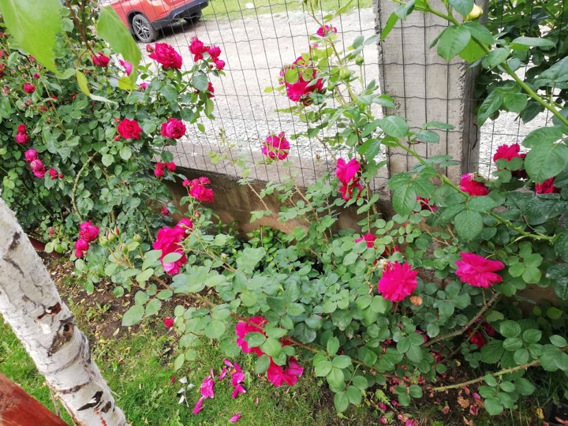  - Red Eden Erik Tabarly