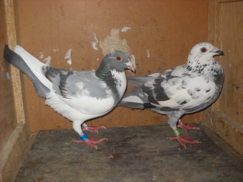  - PORUMBEI VANDUTI 2