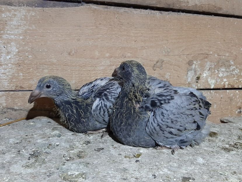  - 6-pui standard 2020