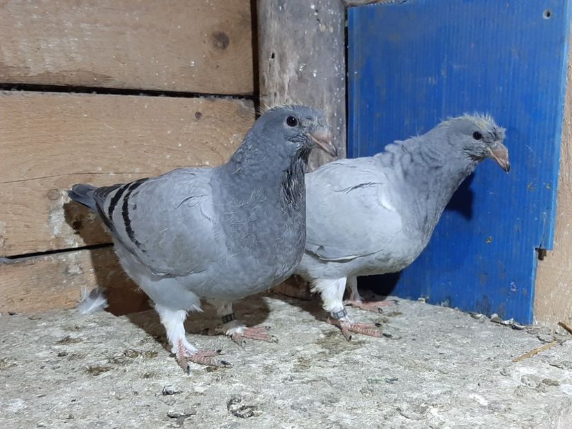  - 6-pui standard 2020