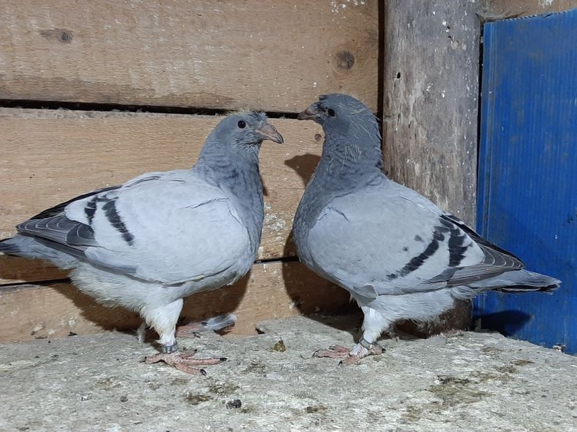  - 6-pui standard 2020