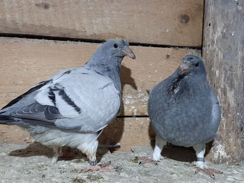  - 6-pui standard 2020