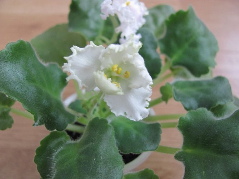  - ZZZAV Zagadocinyi Les